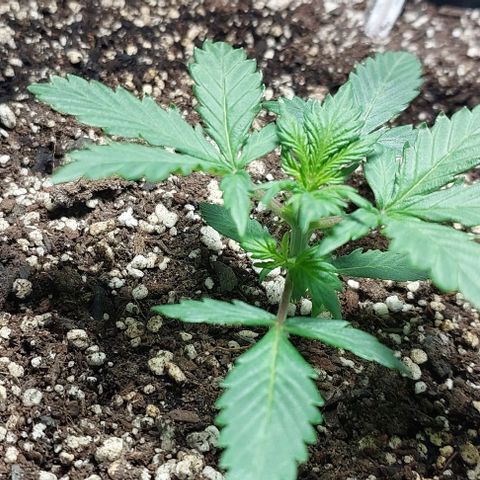 Ak47 Auto growlog timeline photo