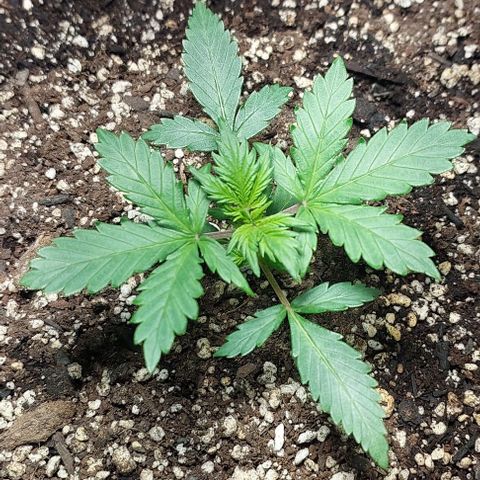Ak47 Auto growlog timeline photo