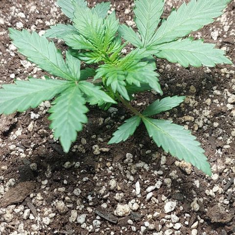 Ak47 Auto growlog timeline photo