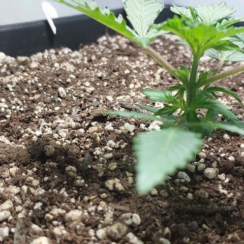 Ak47 Auto growlog timeline photo