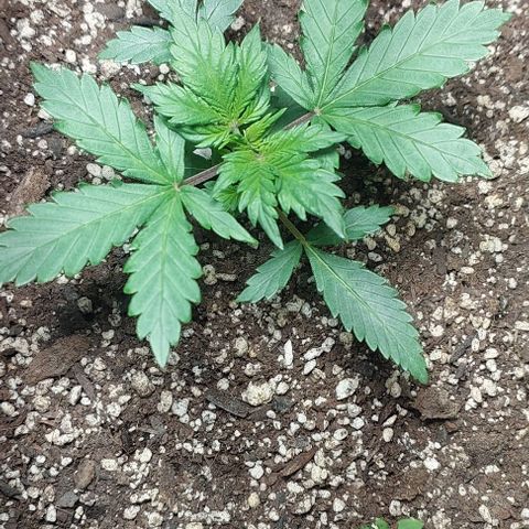 Ak47 Auto growlog timeline photo