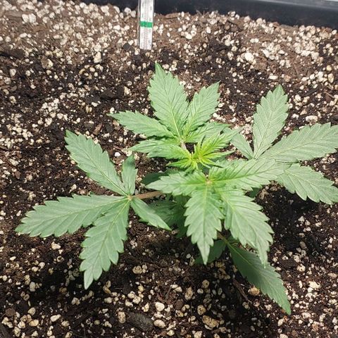 Ak47 Auto growlog timeline photo