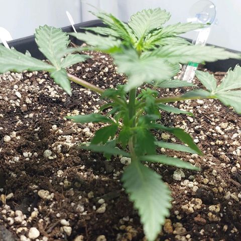 Ak47 Auto growlog timeline photo