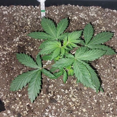 Ak47 Auto growlog timeline photo