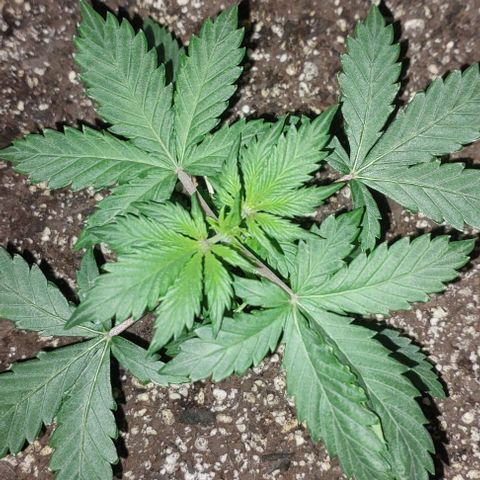 Ak47 Auto growlog timeline photo