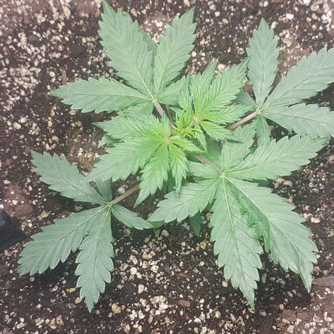 Ak47 Auto growlog timeline photo