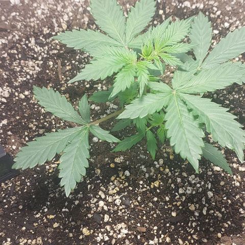 Ak47 Auto growlog timeline photo