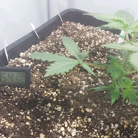 Ak47 Auto growlog timeline photo