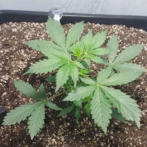 Ak47 Auto growlog timeline photo