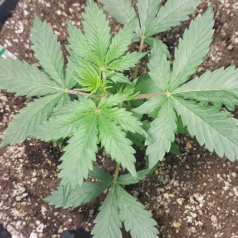 Ak47 Auto growlog timeline photo