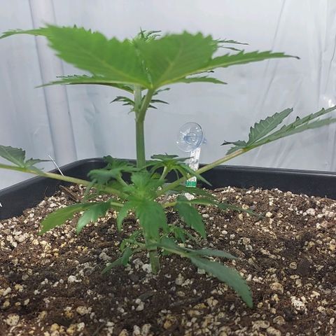 Ak47 Auto growlog timeline photo