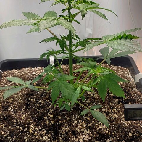 Ak47 Auto growlog timeline photo
