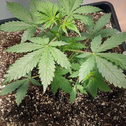 Ak47 Auto growlog timeline photo