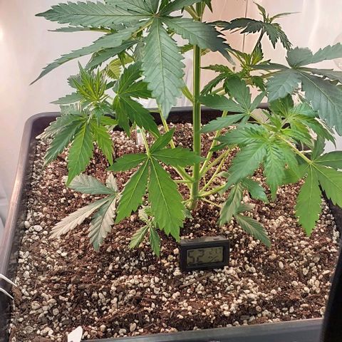 Ak47 Auto growlog timeline photo