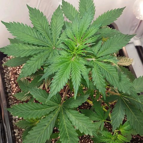 Ak47 Auto growlog timeline photo