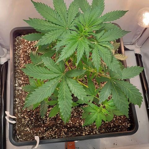 Ak47 Auto growlog timeline photo