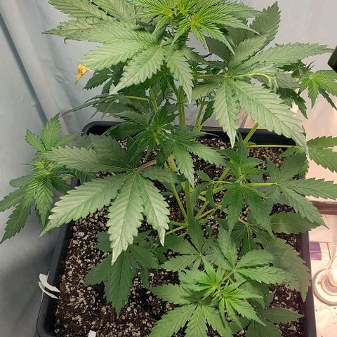 Ak47 Auto growlog timeline photo
