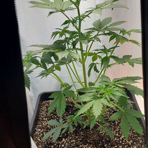 Ak47 Auto growlog timeline photo