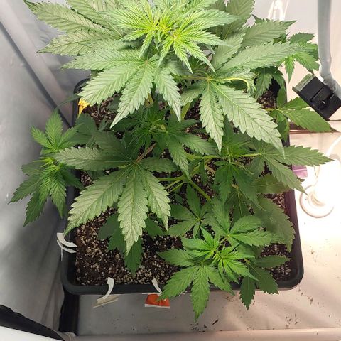 Ak47 Auto growlog timeline photo