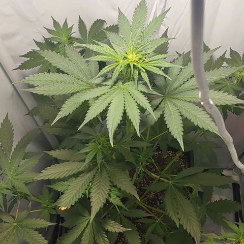 Ak47 Auto growlog timeline photo