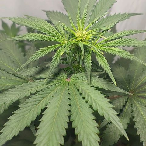 Ak47 Auto growlog timeline photo