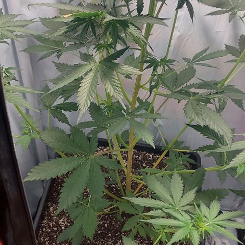 Ak47 Auto growlog timeline photo