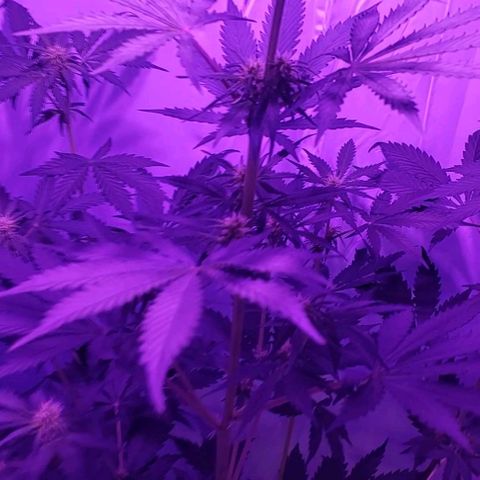 Ak47 Auto growlog timeline photo