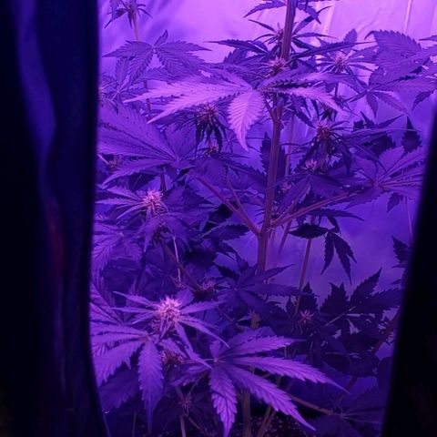 Ak47 Auto growlog timeline photo