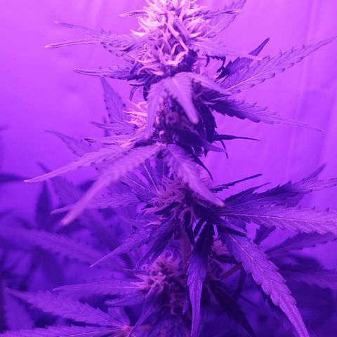 Ak47 Auto growlog timeline photo
