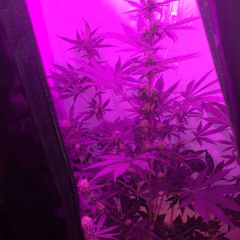 Ak47 Auto growlog timeline photo