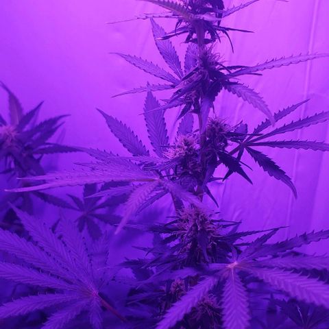 Ak47 Auto growlog timeline photo