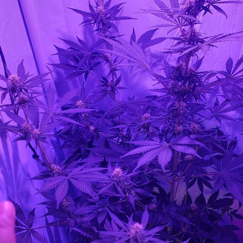 Ak47 Auto growlog timeline photo