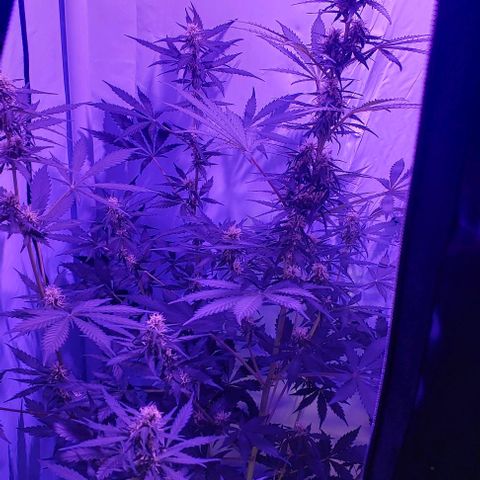 Ak47 Auto growlog timeline photo