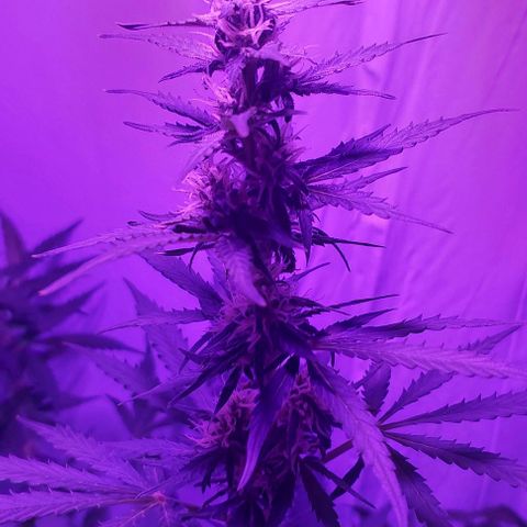 Ak47 Auto growlog timeline photo