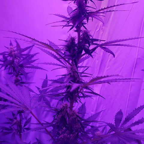 Ak47 Auto growlog timeline photo
