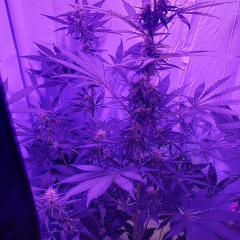 Ak47 Auto growlog timeline photo