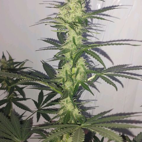 Ak47 Auto growlog timeline photo