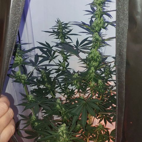 Ak47 Auto growlog timeline photo
