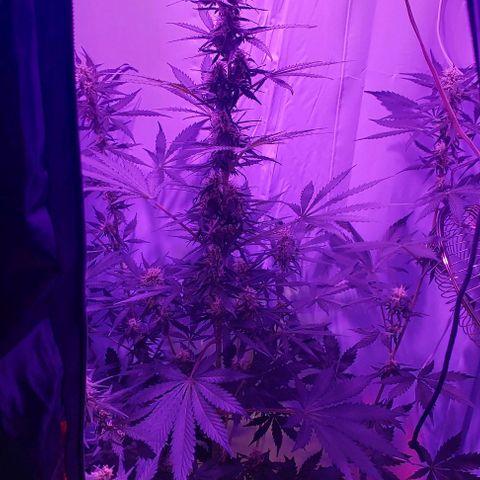 Ak47 Auto growlog timeline photo