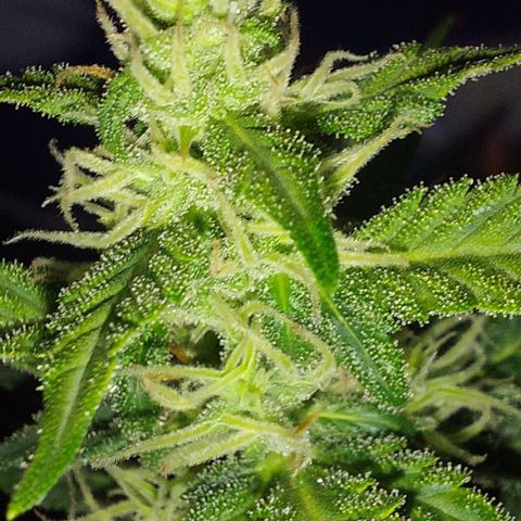 Ak47 Auto growlog timeline photo