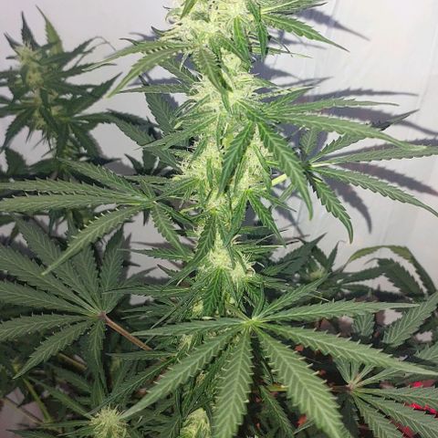 Ak47 Auto growlog timeline photo