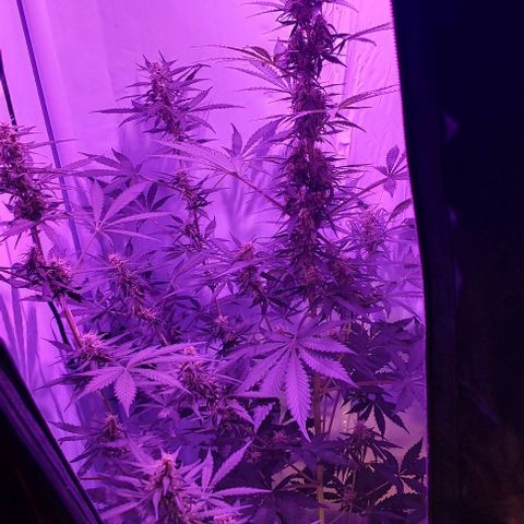 Ak47 Auto growlog timeline photo