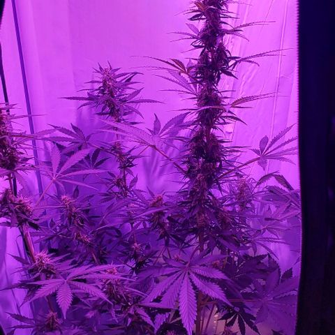 Ak47 Auto growlog timeline photo