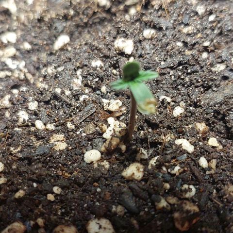 Cookies & Cream growlog timeline photo