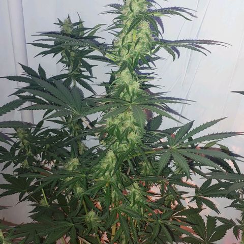 Ak47 Auto growlog timeline photo