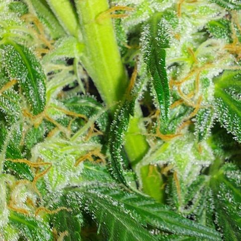 Ak47 Auto growlog timeline photo