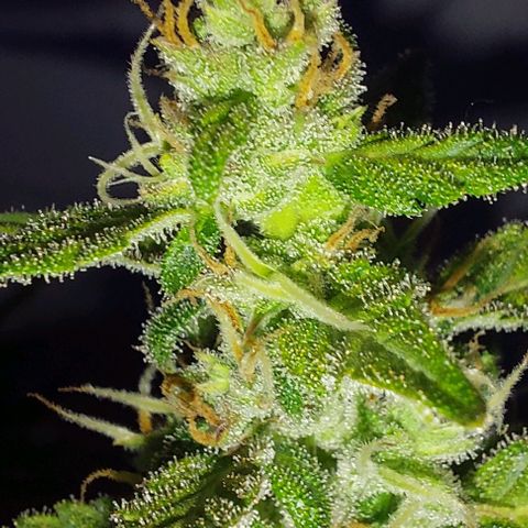 Ak47 Auto growlog timeline photo