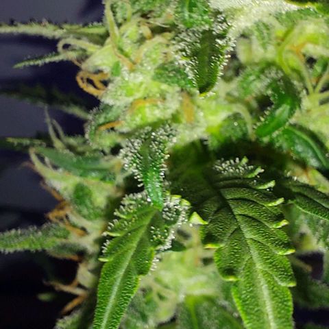 Ak47 Auto growlog timeline photo