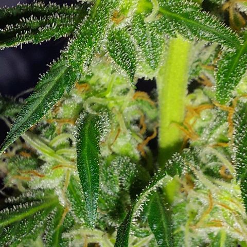 Ak47 Auto growlog timeline photo