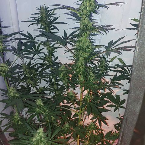 Ak47 Auto growlog timeline photo